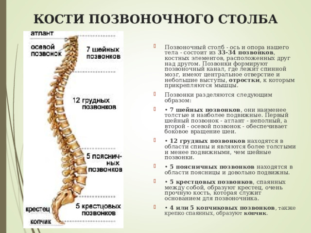 КОСТИ ПОЗВОНОЧНОГО СТОЛБА Позвоночный столб - ось и опора нашего тела - состоит из 33-34 позвонков , костных элементов, расположенных друг над другом. Позвонки формируют позвоночный канал, где лежит спинной мозг, имеют центральное отверстие и небольшие выступы, отростки , к которым прикрепляются мышцы. Позвонки разделяются следующим образом: • 7 шейных позвонков , они наименее толстые и наиболее подвижные. Первый шейный позвонок - атлант - неполный, а второй - осевой позвонок - обеспечивает боковое вращение шеи. • 12 грудных позвонков находятся в области спины и являются более толстыми и менее подвижными, чем шейные позвонки. • 5 поясничных позвонков находятся в области поясницы и довольно подвижны. • 5 крестцовых позвонков , спаянных между собой, образуют крестец, очень прочную кость, которая служит основанием для позвоночника. • 4 или 5 копчиковых позвонков , также крепко спаянных, образуют копчик . 