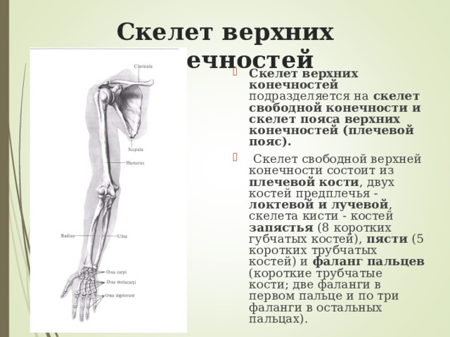 Скелет верхних конечностей Скелет верхних конечностей подразделяется на скелет свободной конечности и скелет пояса верхних конечностей (плечевой пояс).  Скелет свободной верхней конечности состоит из плечевой кости , двух костей предплечья - локтевой и лучевой , скелета кисти - костей запястья (8 коротких губчатых костей), пясти (5 коротких трубчатых костей) и фаланг пальцев (короткие трубчатые кости; две фаланги в первом пальце и по три фаланги в остальных пальцах). 