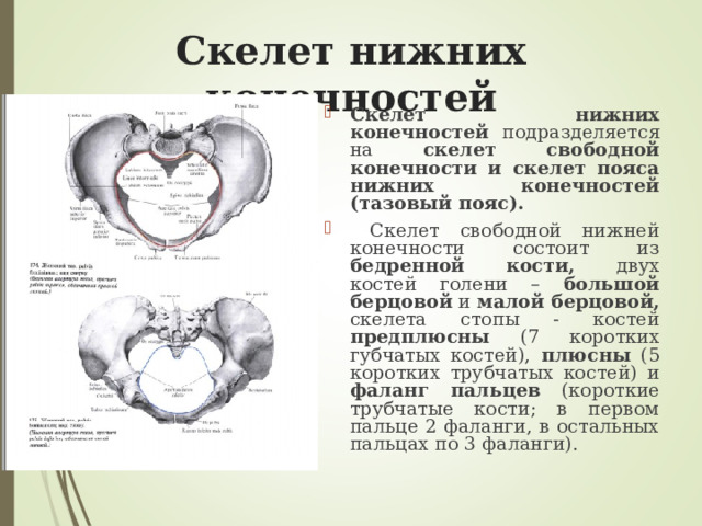 Скелет нижних конечностей Скелет нижних конечностей подразделяется на скелет свободной конечности и скелет пояса нижних конечностей (тазовый пояс).  Скелет свободной нижней конечности состоит из бедренной кости, двух костей голени – большой берцовой и малой берцовой, скелета стопы - костей предплюсны (7 коротких губчатых костей), плюсны (5 коротких трубчатых костей) и фаланг пальцев (короткие трубчатые кости; в первом пальце 2 фаланги, в остальных пальцах по 3 фаланги). 