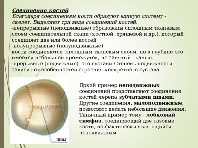 Соединения костей   Благодаря соединениям кости образуют единую систему - скелет. Выделяют три вида соединений костей:  - непрерывные (неподвижные) образованы сплошным тканевым слоем соединительной ткани (костной, хрящевой и др.), который соединяет две или более костей  -полупрерывные (полуподвижные)  кости соединяются сплошным тканевым слоем, но в глубине его имеется небольшой промежуток, не занятый тканью.  -прерывные (подвижные)- это суставы Степень подвижности зависит от особенностей строения конкретного сустава.    Яркий пример неподвижных соединений представляют соединения костей черепа зубчатыми швами . Другие соединения, малоподвижные , позволяют делать небольшие движения. Типичный пример тому - лобковый симфиз , соединяющий две тазовые кости, но фактически являющийся неподвижным 