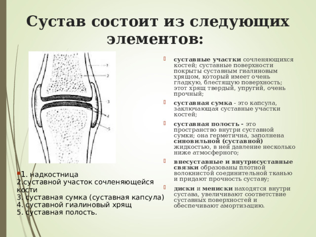 Сустав состоит из следующих элементов: суставные участки сочленяющихся костей; суставные поверхности покрыты суставным гиалиновым хрящом, который имеет очень гладкую, блестящую поверхность; этот хрящ твердый, упругий, очень прочный; суставная сумка - это капсула, заключающая суставные участки костей; суставная полость - это пространство внутри суставной сумки; она герметична, заполнена синовильной (суставной) жидкостью, в ней давление несколько ниже атмосферного; внесуставные и внутрисуставные связки образованы плотной волокнистой соединительной тканью и придают прочность суставу; диски и мениски находятся внутри сустава, увеличивают соответствие суставных поверхностей и обеспечивают амортизацию. 1 . надкостница  2.суставной участок сочленяющейся кости  3. суставная сумка (суставная капсула)  4. суставной гиалиновый хрящ  5. суставная полость. 