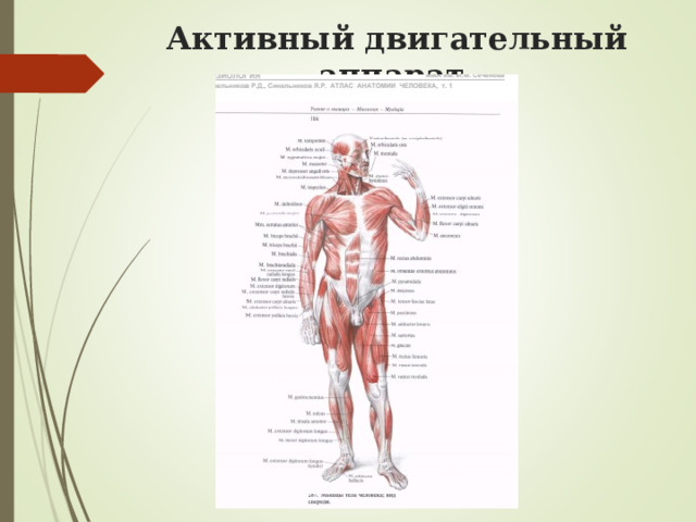 Активный двигательный аппарат   