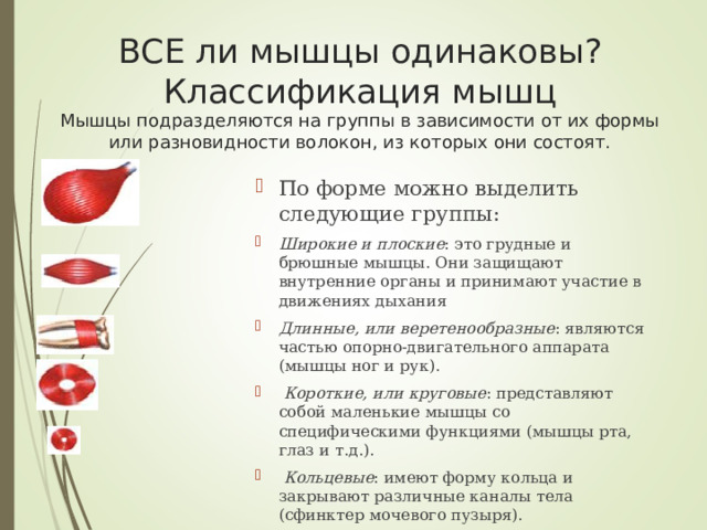 ВСЕ ли мышцы одинаковы?  Классификация мышц  Мышцы подразделяются на группы в зависимости от их формы или разновидности волокон, из которых они состоят.   По форме можно выделить следующие группы: Широкие и плоские : это грудные и брюшные мышцы. Они защищают внутренние органы и принимают участие в движениях дыхания Длинные, или веретенообразные : являются частью опорно-двигательного аппарата (мышцы ног и рук).  Короткие, или круговые : представляют собой маленькие мышцы со специфическими функциями (мышцы рта, глаз и т.д.).  Кольцевые : имеют форму кольца и закрывают различные каналы тела (сфинктер мочевого пузыря). 