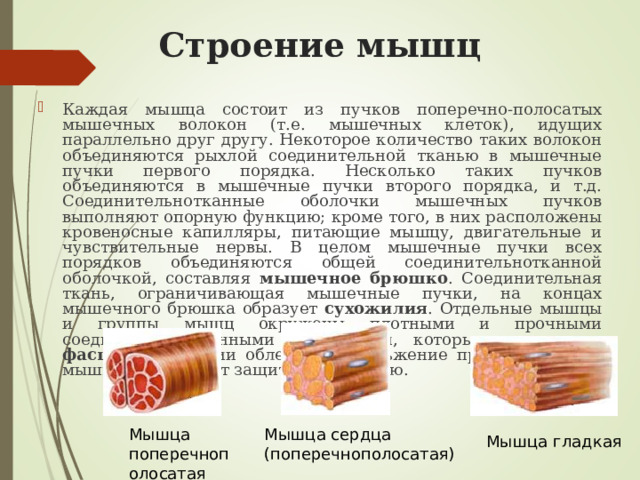 Строение мышц Каждая мышца состоит из пучков поперечно-полосатых мышечных волокон (т.е. мышечных клеток), идущих параллельно друг другу. Некоторое количество таких волокон объединяются рыхлой соединительной тканью в мышечные пучки первого порядка. Несколько таких пучков объединяются в мышечные пучки второго порядка, и т.д. Соединительнотканные оболочки мышечных пучков выполняют опорную функцию; кроме того, в них расположены кровеносные капилляры, питающие мышцу, двигательные и чувствительные нервы. В целом мышечные пучки всех порядков объединяются общей соединительнотканной оболочкой, составляя мышечное брюшко . Соединительная ткань, ограничивающая мышечные пучки, на концах мышечного брюшка образует сухожилия . Отдельные мышцы и группы мышц окружены плотными и прочными соединительнотканными оболочками, которые называются фасциями. Фасции облегчают скольжение при сокращении мышц и выполняют защитную функцию. Мышца поперечнополосатая Мышца сердца  (поперечнополосатая) Мышца гладкая 