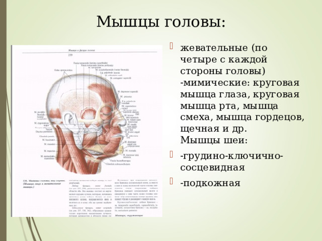 Мышцы головы:   жевательные (по четыре с каждой стороны головы)  -мимические: круговая мышца глаза, круговая мышца рта, мышца смеха, мышца гордецов, щечная и др.  Мышцы шеи: -грудино-ключично-сосцевидная -подкожная  