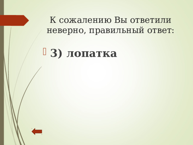 К сожалению Вы ответили неверно, правильный ответ:   3) лопатка  