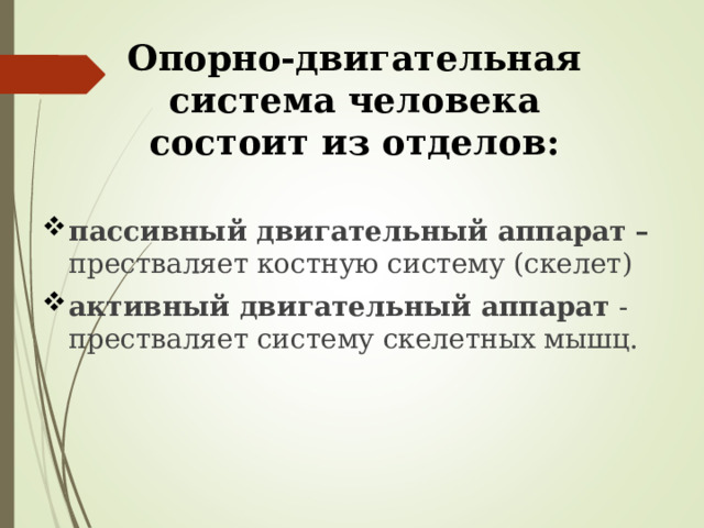Опорно-двигательная система человека состоит из отделов: пассивный двигательный аппарат – престваляет костную систему (скелет) активный двигательный аппарат - престваляет систему скелетных мышц. 