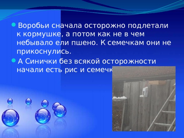 Воробьи сначала осторожно подлетали к кормушке, а потом как не в чем небывало ели пшено. К семечкам они не прикоснулись. А Синички без всякой осторожности начали есть рис и семечки. 