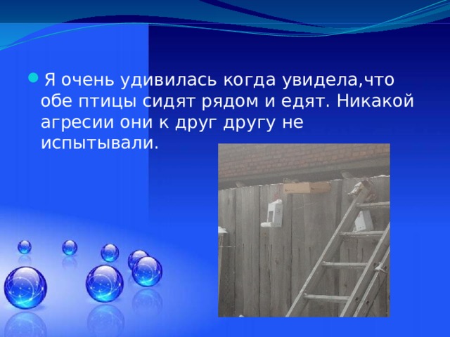 Я очень удивилась когда увидела,что обе птицы сидят рядом и едят. Никакой агресии они к друг другу не испытывали. 