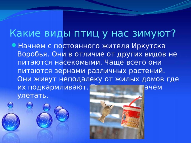 Какие виды птиц у нас зимуют? Начнем с постоянного жителя Иркутска Воробья. Они в отличие от других видов не питаются насекомыми. Чаще всего они питаются зернами различных растений. Они живут неподалеку от жилых домов где их подкармливают. Так,что им незачем улетать. 