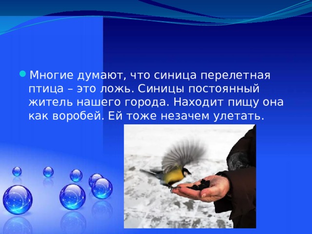 Многие думают, что синица перелетная птица – это ложь. Синицы постоянный житель нашего города. Находит пищу она как воробей. Ей тоже незачем улетать. 