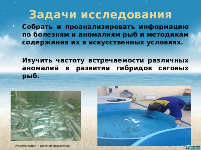 Задачи исследования Собрать и проанализировать информацию по болезням и аномалиям рыб и методикам содержания их в искусственных условиях.  Изучить частоту встречаемости различных аномалий в развитии гибридов сиговых рыб. Эти фотографии и далее авторов доклада  