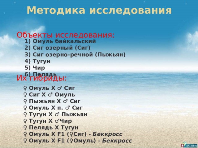 Методика исследования Объекты исследования: Их гибриды: 1) Омуль байкальский 2) Сиг озерный (Сиг) 3) Сиг озерно-речной (Пыжьян) 4) Тугун 5) Чир 6) Пелядь ♀ Омуль Х ♂ Сиг ♀ Сиг Х ♂ Омуль ♀ Пыжьян Х ♂ Сиг ♀ Омуль Х п. ♂ Сиг ♀ Тугун Х ♂ Пыжьян ♀ Тугун Х ♂Чир ♀ Пелядь Х Тугун ♀ Омуль Х F1 (♀Сиг) - Беккросс ♀ Омуль Х F1 (♀Омуль) - Беккросс 