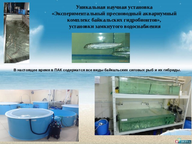 Уникальная научная установка «Экспериментальный пресноводный аквариумный комплекс байкальских гидробионтов», установки замкнутого водоснабжения В настоящее время в ПАК содержатся все виды байкальских сиговых рыб и их гибриды. 
