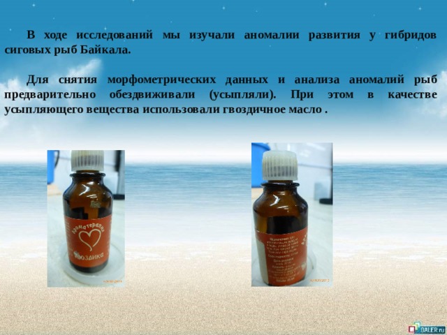 В ходе исследований мы изучали аномалии развития у гибридов сиговых рыб Байкала.  Для снятия морфометрических данных и анализа аномалий рыб предварительно обездвиживали (усыпляли). При этом в качестве усыпляющего вещества использовали гвоздичное масло .  