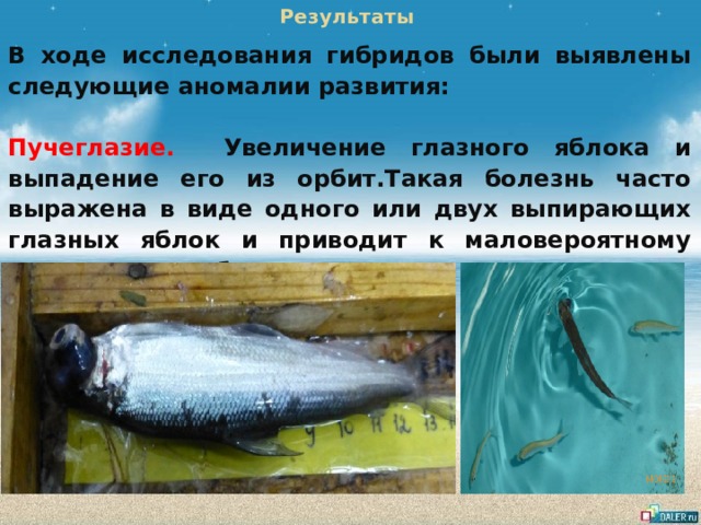 Результаты В ходе исследования гибридов были выявлены следующие аномалии развития:  Пучеглазие. Увеличение глазного яблока и выпадение его из орбит.Такая болезнь часто выражена в виде одного или двух выпирающих глазных яблок и приводит к маловероятному выживанию рыбы в природе. 