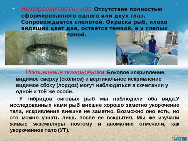 Недоразвитость глаз .  Отсутствие полностью сформированного одного или двух глаз. Сопровождается слепотой. Окраска рыб, плохо видящих цвет дна, остается темной, а у слепых иногда даже черной. Искривления позвоночника . Боковое искривление, видимое сверху (сколиоз) и вертикальное искривление видимое сбоку (лордоз) могут наблюдаться в сочетании у одной и той же особи. У гибридов сиговых рыб мы наблюдали оба вида.У исследованных нами рыб внешне хорошо заметно укорочение тела, искривления внешне не заметно. Возможно оно есть, но это можно узнать лишь после её вскрытия. Мы же изучали живые экземпляры поэтому и аномалию отмечали, как укороченное тело (УТ). 