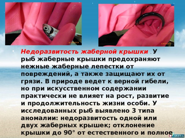 Недоразвитость жаберной крышки  . У рыб жаберные крышки предохраняют нежные жаберные лепестки от повреждений, а также защищают их от грязи. В природе ведет к верной гибели, но при искусственном содержании практически не влияет на рост, развитие и продолжительность жизни особи. У исследованных рыб выявлено 3 типа аномалии: недоразвитость одной или двух жаберных крышек; отклонение крышки до 90° от естественного и полное их отсутствие. 