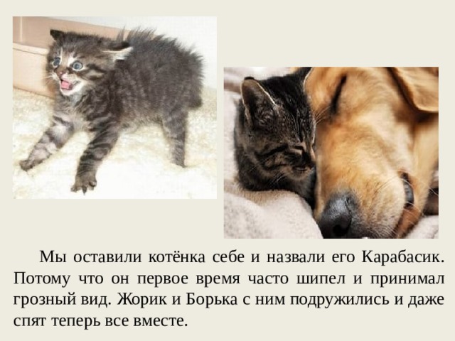 Мы оставили котёнка себе и назвали его Карабасик. Потому что он первое время часто шипел и принимал грозный вид. Жорик и Борька с ним подружились и даже спят теперь все вместе. 