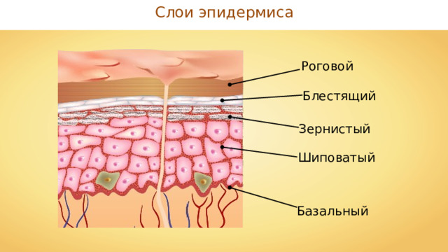Слои эпидермиса Роговой Блестящий Зернистый Шиповатый Базальный 