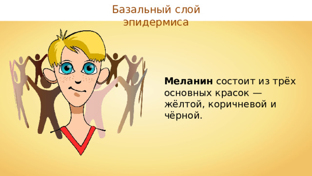 Базальный слой эпидермиса Меланин состоит из трёх основных красок — жёлтой, коричневой и чёрной. 