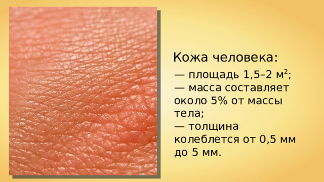 Кожа человека: — площадь 1,5–2 м 2 ; — масса составляет около 5% от массы тела; — толщина колеблется от 0,5 мм до 5 мм. 