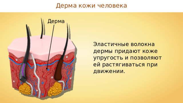 Дерма кожи человека Дерма Эластичные волокна дермы придают коже упругость и позволяют ей растягиваться при движении. 