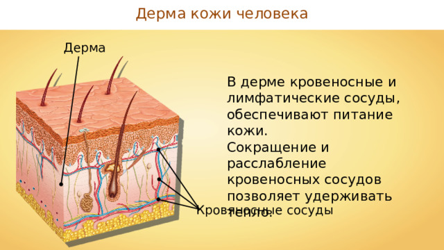 Дерма кожи человека Дерма В дерме кровеносные и лимфатические сосуды, обеспечивают питание кожи. Сокращение и расслабление кровеносных сосудов позволяет удерживать тепло. Кровяносные сосуды 