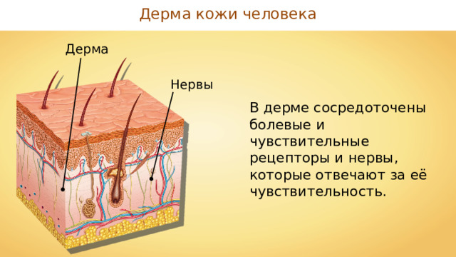 Дерма кожи человека Дерма Нервы В дерме сосредоточены болевые и чувствительные рецепторы и нервы, которые отвечают за её чувствительность. 