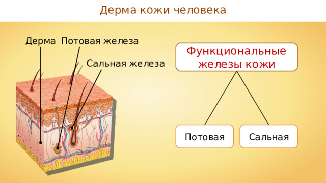 Дерма кожи человека Дерма Потовая железа Функциональные железы кожи Сальная железа Сальная Потовая 