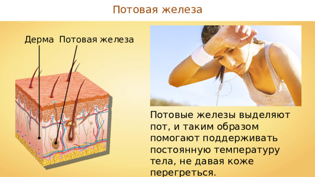 Потовая железа Дерма Потовая железа Потовые железы выделяют пот, и таким образом помогают поддерживать постоянную температуру тела, не давая коже перегреться. 