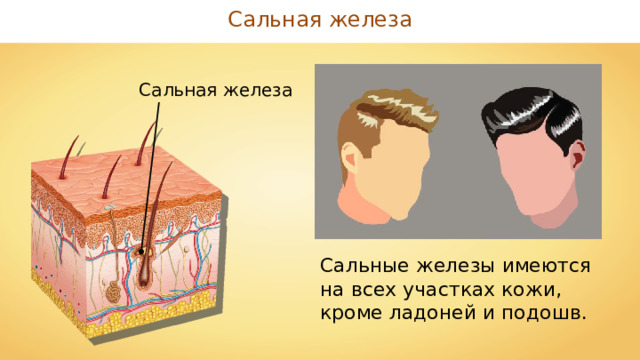 Сальная железа Сальная железа Сальные железы имеются на всех участках кожи, кроме ладоней и подошв. 