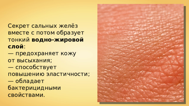 Секрет сальных желёз вместе с потом образует тонкий водно - жировой слой : — предохраняет кожу от высыхания; — способствует повышению эластичности; — обладает бактерицидными свойствами. 