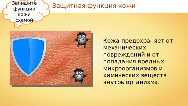 Запишите функции кожи схемой Защитная функция кожи Кожа предохраняет от механических повреждений и от попадания вредных микроорганизмов и химических веществ внутрь организма. 