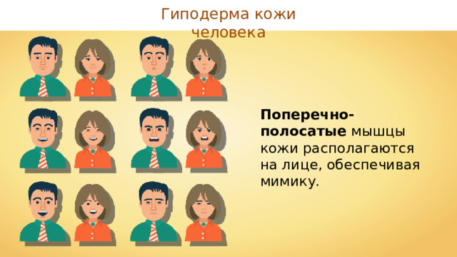Гиподерма кожи человека Поперечно-полосатые мышцы кожи располагаются на лице, обеспечивая мимику. 