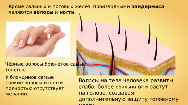 Кроме сальных и потовых желёз, производными эпидермиса являются волосы и ногти . Чёрные волосы брюнетов самые толстые. У блондинов самые тонкие волосы и почти полностью отсутствует меланин. Волосы на теле человека развиты слабо, более обильно они растут на голове, создавая дополнительную защиту головному мозгу. 