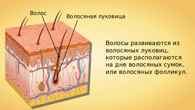 Волос Волосяная луковица Волосы развиваются из волосяных луковиц, которые располагаются на дне волосяных сумок, или волосяных фолликул. 