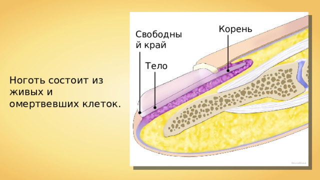 Корень Свободный край Тело Ноготь состоит из живых и омертвевших клеток. BruceBlaus 