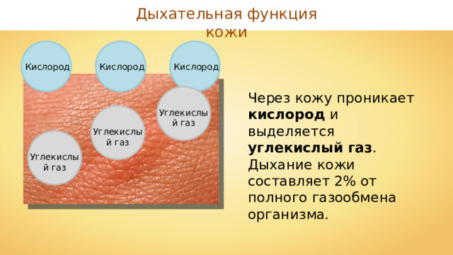 Дыхательная функция кожи Кислород Кислород Кислород Через кожу проникает кислород и выделяется углекислый газ . Дыхание кожи составляет 2% от полного газообмена организма. Углекислый газ Углекислый газ Углекислый газ 