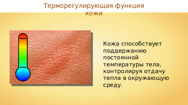 Терморегулирующая функция кожи Кожа способствует поддержанию постоянной температуры тела, контролируя отдачу тепла в окружающую среду. 