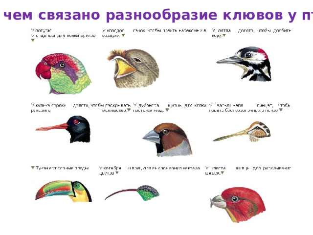 9. С чем связано разнообразие клювов у птиц? Форма клюва зависит от характера пищи 