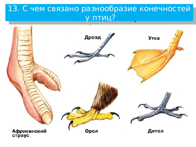13. С чем связано разнообразие конечностей у птиц? Форма конечностей зависит от среды обитания 