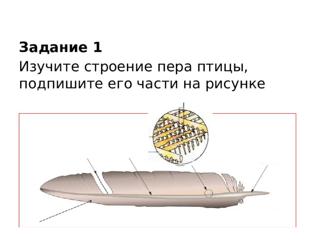 Лабораторная работа Задание 1 Изучите строение пера птицы, подпишите его части на рисунке 