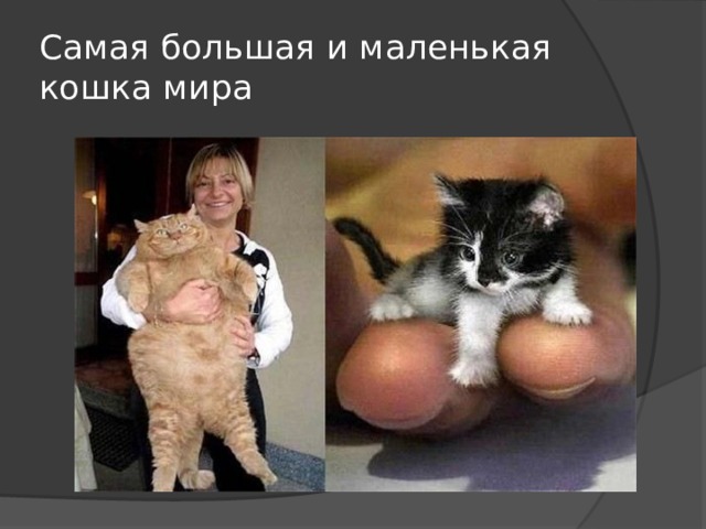 Самая большая и маленькая кошка мира