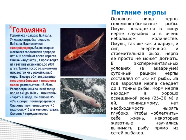 Питание нерпы Основная пища нерпы голомянко-бычковые рыбы. Омуль попадается в пищу нерпе случайно и в очень небольшом количестве. Омуль, так же как и хариус, и сиг, - энергичная и стремительная рыба, нерпа ее просто не может догнать. В экспериментальных условиях (в аквариуме) суточный рацион нерпы составлял от 3-5 кг рыбы. За год взрослая нерпа съедает до 1 тонны рыбы. Корм нерпа находит в хорошо освещенной зоне (25–30 м) и ей, по-видимому, нет необходимости нырять глубоко. Чтобы «облегчить» себе жизнь, некоторые животные научились вынимать рыбу прямо из сетей рыбаков.