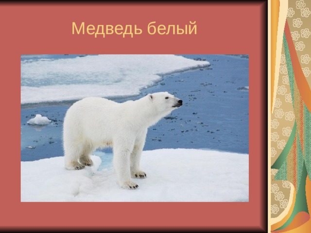 Медведь белый 