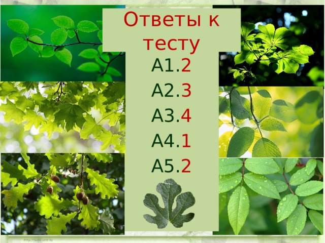 Ответы к тесту А1. 2 А2. 3 А3. 4 А4. 1 А5. 2  