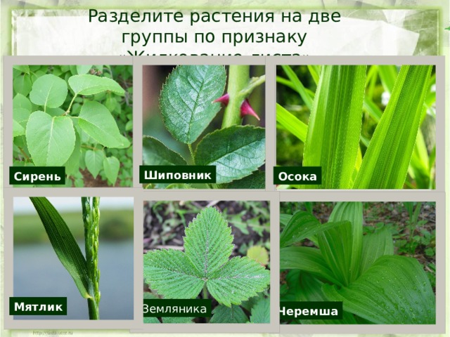 Разделите растения на две группы по признаку «Жилкование листа» Шиповник Сирень Осока Мятлик Земляника Черемша 