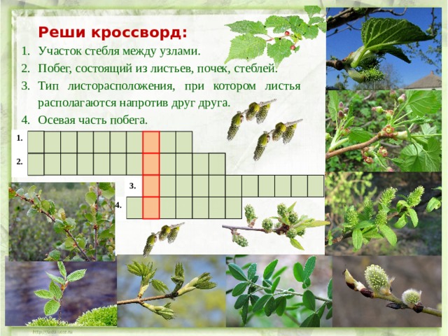  Реши кроссворд:   Участок стебля между узлами. Побег, состоящий из листьев, почек, стеблей. Тип листорасположения, при котором листья располагаются напротив друг друга. Осевая часть побега. 1.                                                   2.                                   3. 4.                       