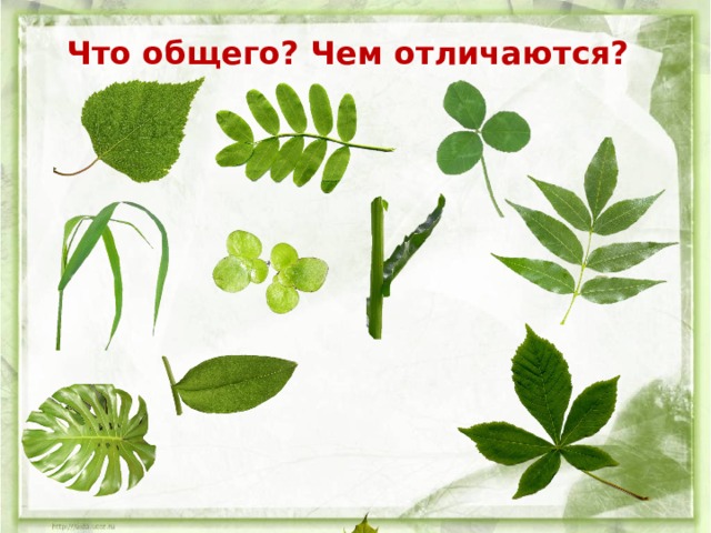 Что общего? Чем отличаются? 